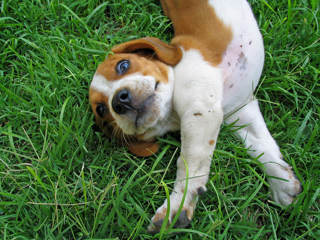 Beagle deitado